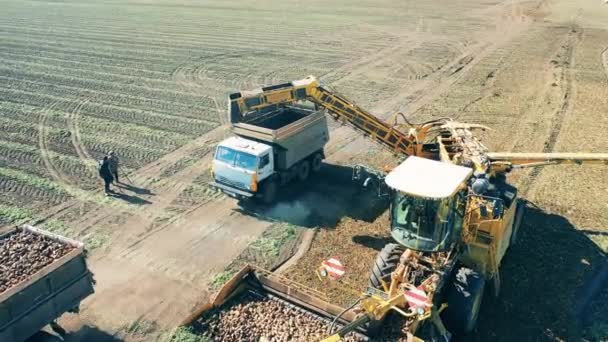 Zemědělské stroje vynášejí kořenové plodiny z pole — Stock video