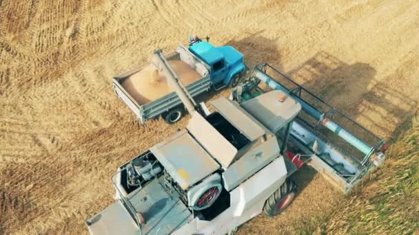 De oogsten worden door een landbouwvoertuig in een vrachtwagen geladen. — Stockvideo