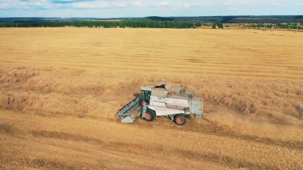 Geel veld met rogge dat wordt geoogst door een landbouwvoertuig — Stockvideo