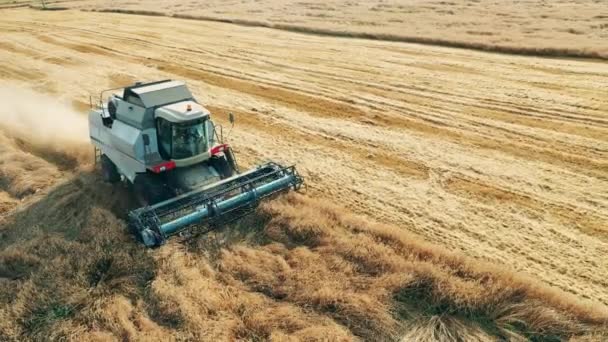 Maaien combineren is rijden langs het veld en het oogsten van rogge — Stockvideo