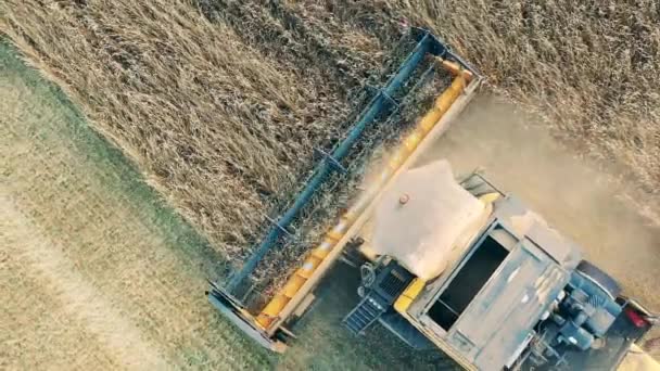 Top view of rows of rye getting harvested by a reaping machine — Stock Video