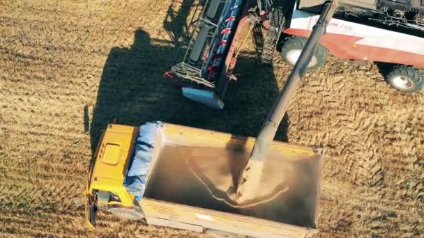Gewassen worden verplaatst in een vrachtwagen na rogge oogsten — Stockvideo
