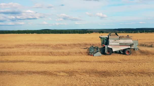 Oogstmachine is rogge oogsten tijdens het rijden langs het veld — Stockvideo