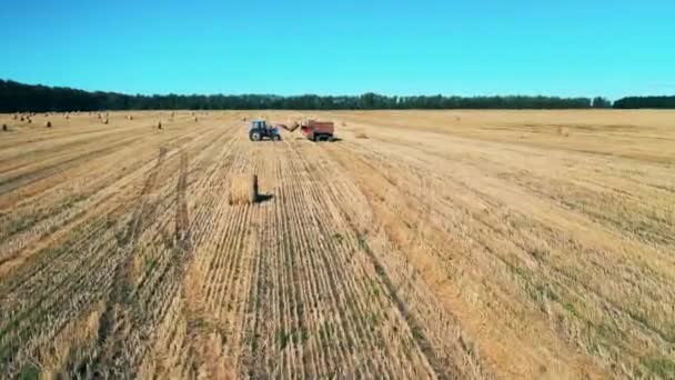 Hooi wordt door een tractor in een vrachtwagen gezet in het geoogste veld. — Stockvideo