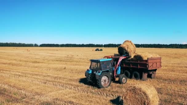 Mașinile agricole încarcă fân pentru a-l scoate din teren — Videoclip de stoc