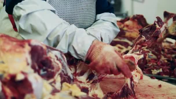 Τα οστά κρέατος σκαλίζονται από έναν ειδικό στα φυτά. — Αρχείο Βίντεο