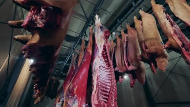Et fabrikası işçisi ve giyimli et leşleri. — Stok video