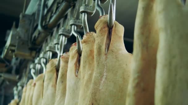 Carcasses habillées entreposées dans l'entrepôt de l'usine — Video