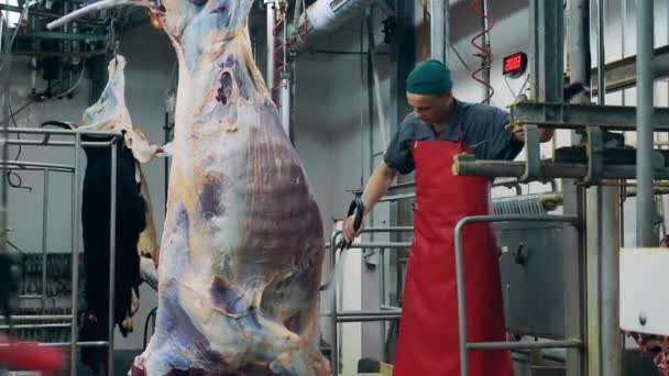 O empregado da fábrica está a lavar uma enorme carcaça de carne. Fábrica de processamento de carne, instalação de produção de alimentos. — Vídeo de Stock