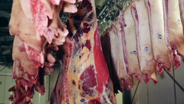 Тела мяса, хранящиеся в помещениях завода — стоковое видео