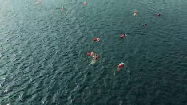 Luchtopname van verschillende zwemmers in open water die in een rivier zwemmen — Stockvideo