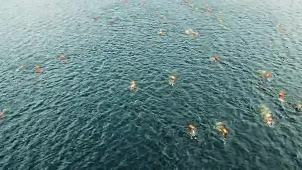 Tiro aéreo de uma corrida de natação — Vídeo de Stock