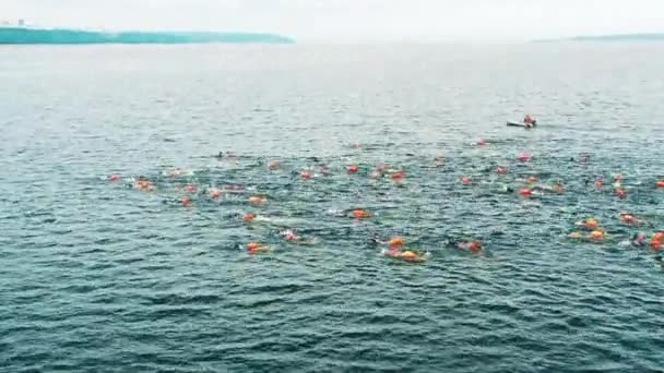Aerial shot of open water swimmers at a swim race — Stock Video