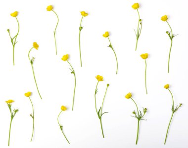 Çiçek desenli sarı Düğünçiçekleri çiçeklerden yapılmış beyaz arka plan üzerinde izole. Düz yatıyordu. Üstten görünüm.