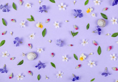 Çiçek desenli bahar beyaz ve mor çiçekler, yeşil yaprakları, pembe tomurcukları ve salyangoz kabukları pastel leylak arka plan üzerinde yapılmış. Düz yatıyordu. Üstten görünüm.