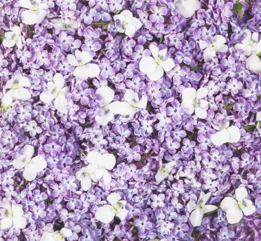 Eflatun çiçekler ve beyaz ibne arka plan. Düz yatıyordu. Üstten Görünüm.