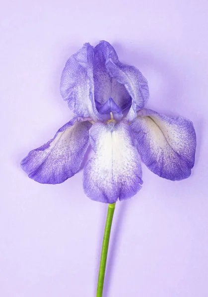 Purple iris flower on purple background. Top view. Flat lay.