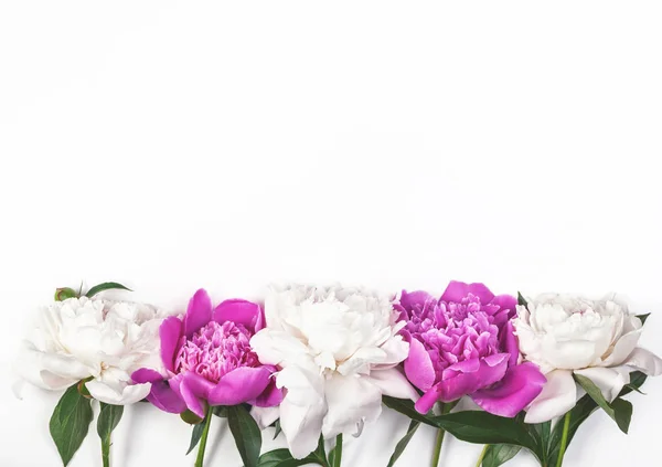 Квіти Білого Рожевого Півоній Білому Тлі Вид Зверху Простором Копіювання — стокове фото
