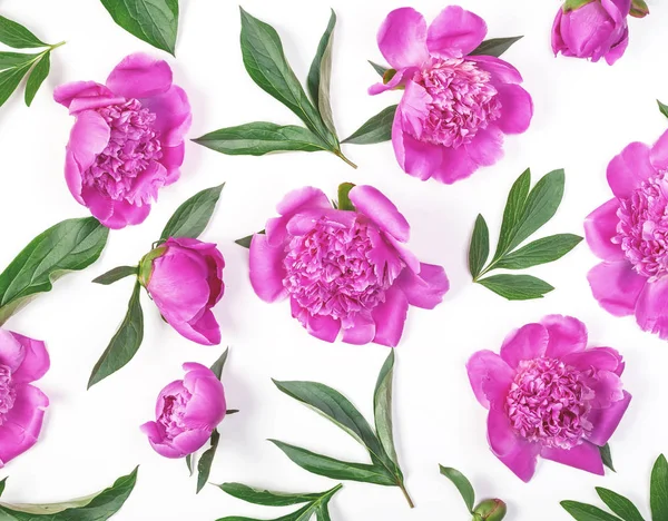 Квітковий Візерунок Рожевих Піоновидних Квітів Листя Ізольовані Білому Тлі Пласка — стокове фото