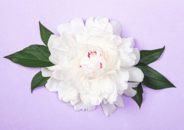 Beyaz Şakayık Çiçeği ve yaprağı pastel mor zemin üzerine. Üstten görünüm. Düz yatıyordu.