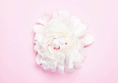 Pastel pembe arka plan üzerinde beyaz şakayık çiçeği. Üstten görünüm. Düz yatıyordu.