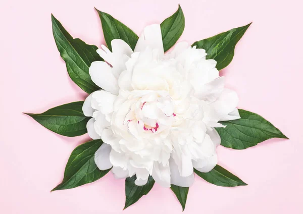Witte Pioenroos Bloem Bladeren Pastel Roze Achtergrond Bovenaanzicht Plat Leggen — Stockfoto