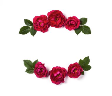 Pembe gül çiçek ve beyaz arka plan üzerinde izole yaprak çerçeve çiçek çelenk yaptı. Düz yatıyordu. Üstten görünüm.