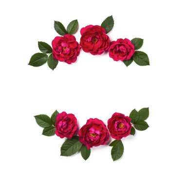 Pembe gül çiçek ve beyaz arka plan üzerinde izole yaprak çerçeve çiçek çelenk yaptı. Düz yatıyordu. Üstten görünüm.