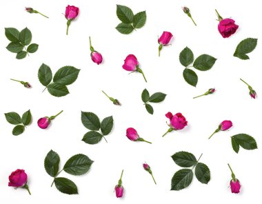 Çiçek desenli pembe gül goncası ve beyaz arka plan üzerinde izole yeşil yaprakları yapılmış. Düz yatıyordu. Üstten görünüm.