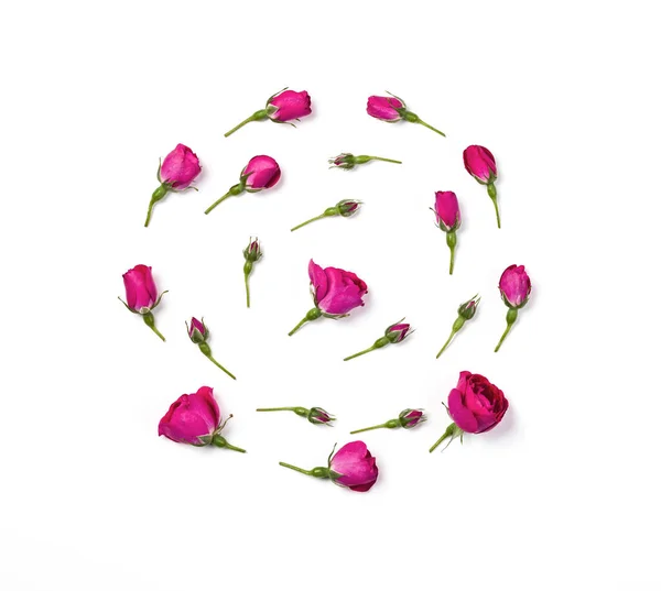 Rosa Boccioli Rosa Disposti Forma Rotonda Isolato Sfondo Bianco Piatto — Foto Stock