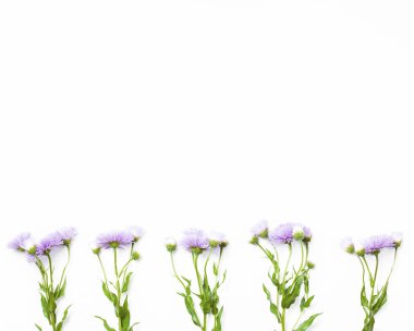 Menekşe çiçek beyaz zemin üzerine yapılan sınır. Üstten görünüm kopya alanı ile. Düz yatıyordu.