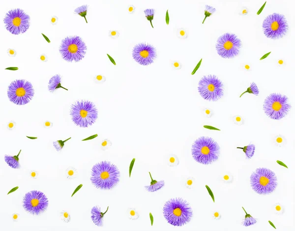Moldura Floral Feita Astros Violetas Camomila Sobre Fundo Branco Deitado — Fotografia de Stock
