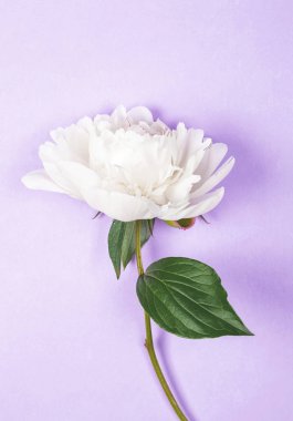 Mor zemin üzerine beyaz şakayık çiçeği. Üstten görünüm. Düz yatıyordu.