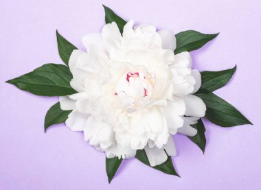 Beyaz Şakayık Çiçeği ve yaprağı pastel mor zemin üzerine. Üstten görünüm. Düz yatıyordu.