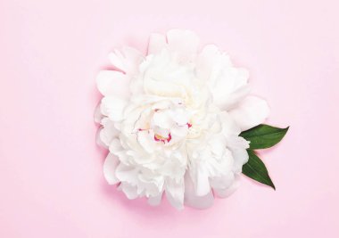 Beyaz Şakayık Çiçeği ve yaprağı pastel pembe arka plan üzerinde. Üstten görünüm. Düz yatıyordu.