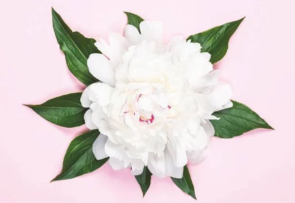 Witte Pioenroos Bloem Bladeren Pastel Roze Achtergrond Bovenaanzicht Plat Leggen — Stockfoto