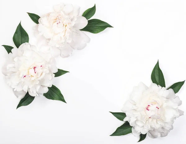 Frame Van Drie Witte Pioen Bloemen Bladeren Een Witte Achtergrond — Stockfoto
