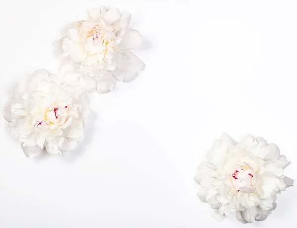 Drie Witte Pioen Bloemen Witte Achtergrond Bovenaanzicht Met Kopie Ruimte — Stockfoto