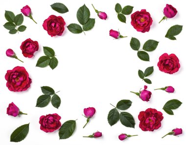 Pembe gül çiçek, tomurcukları ve beyaz arka plan üzerinde izole yaprak çerçeve çiçek yapılmış. Düz yatıyordu. Üstten görünüm.