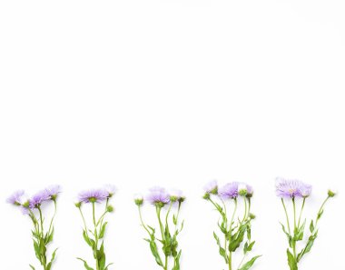 Menekşe çiçek beyaz zemin üzerine yapılan sınır. Üstten görünüm kopya alanı ile. Düz yatıyordu.