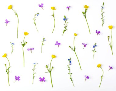 Beyaz arka plan üzerinde izole çayır çiçek çiçek desen yaptı. Düz yatıyordu. Üstten görünüm.