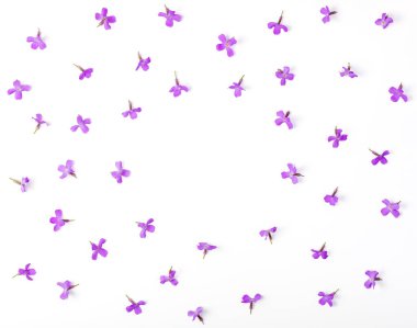 Beyaz arka plan üzerinde izole Mor çiçek çiçek çerçeve yaptı. Üstten görünüm kopya alanı ile. Düz yatıyordu.