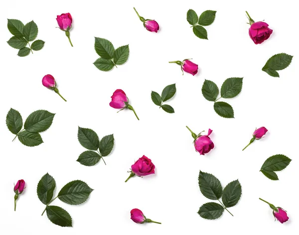 Modello Floreale Fatto Boccioli Rosa Foglie Verdi Isolate Sfondo Bianco — Foto Stock