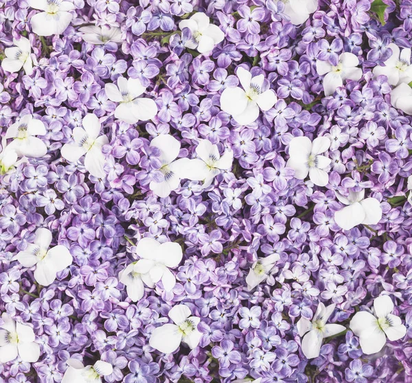 Fliederfarbene Blüten Und Weißes Stiefmütterchen Hintergrund Flach Lag Ansicht Von — Stockfoto