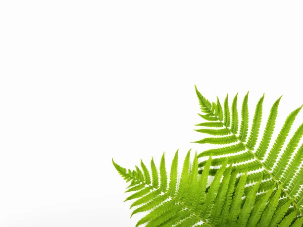 Tropikal yaz arka plan. Beyaz arka plan üzerinde izole fern dalları. Düz yatıyordu. Üstten görünüm kopya alanı ile. En az kavramı.