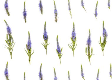 Çiçek desenli veronica çiçekler beyaz arka plan üzerinde yapılmış. Düz yatıyordu. Üstten görünüm.