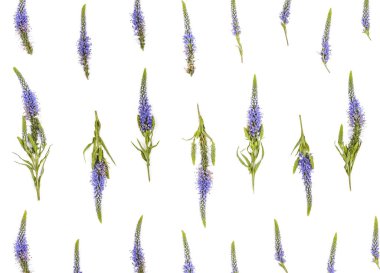 Çiçek desenli veronica çiçekler beyaz arka plan üzerinde yapılmış. Düz yatıyordu. Üstten görünüm.