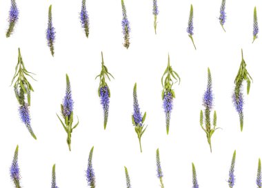 Çiçek desenli veronica çiçekler beyaz arka plan üzerinde yapılmış. Düz yatıyordu. Üstten görünüm.