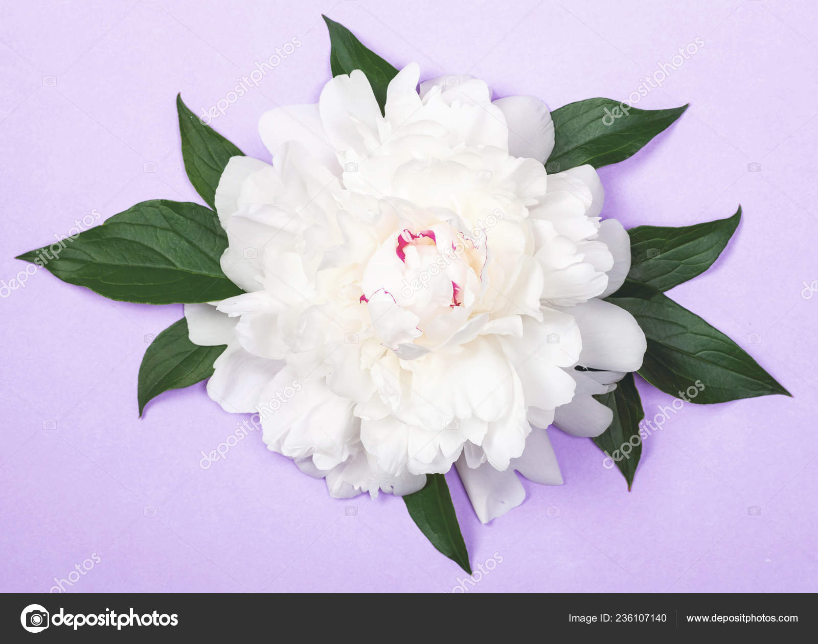 白色牡丹花和叶子上柔和的紫色背景顶部视图 图库照片 C Lvssvl1