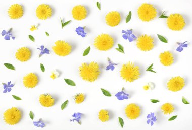 Çiçek desenli sarı karahindiba, Lila çiçek ve yaprak beyaz arka plan üzerinde izole yapılmış. Düz yatıyordu. Üstten Görünüm.